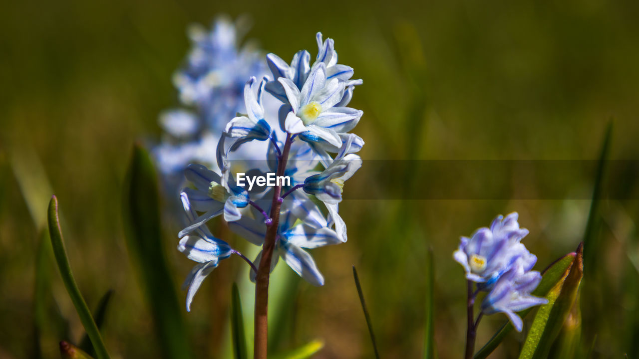 Close-up of purple flowers blooming outdoors