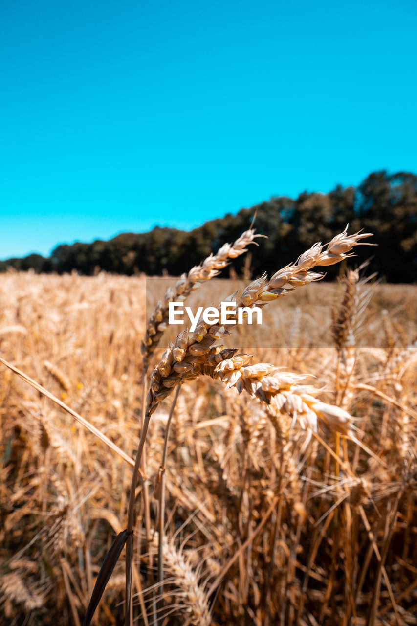 Close-up of wheat field against clear blue sky