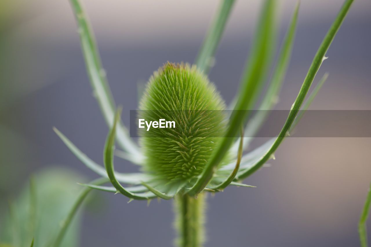 Close-up of green plant