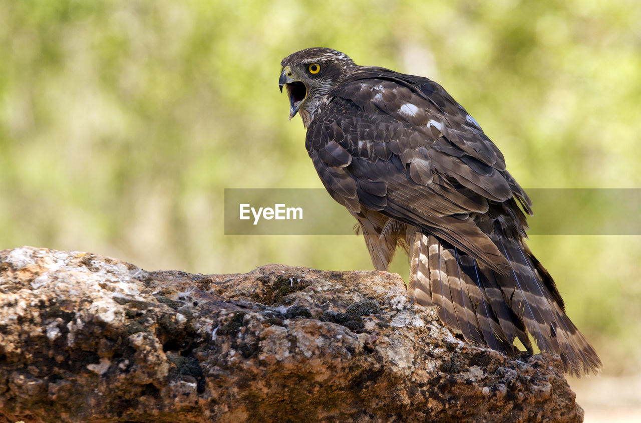 CLOSE-UP OF A BIRD PERCHING ON ROCK