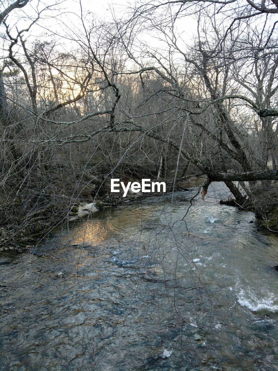 VIEW OF RIVER FLOWING THROUGH FOREST