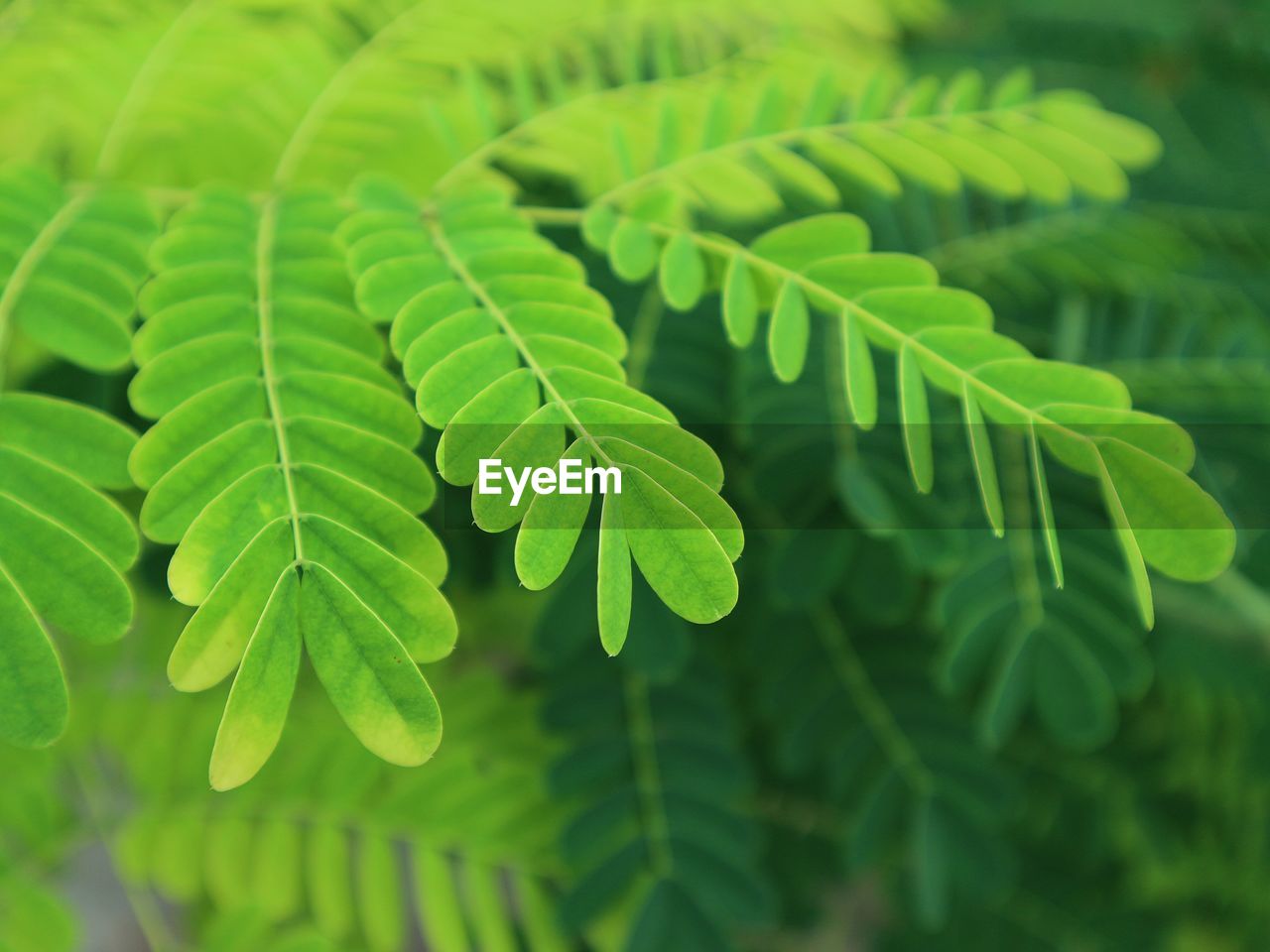leaf, plant part, green, plant, tree, nature, beauty in nature, ferns and horsetails, growth, close-up, no people, branch, fern, freshness, outdoors, environment, flower, backgrounds, land, day, botany, food and drink, selective focus, forest, plant stem, focus on foreground, lush foliage, foliage, food, vegetation, environmental conservation
