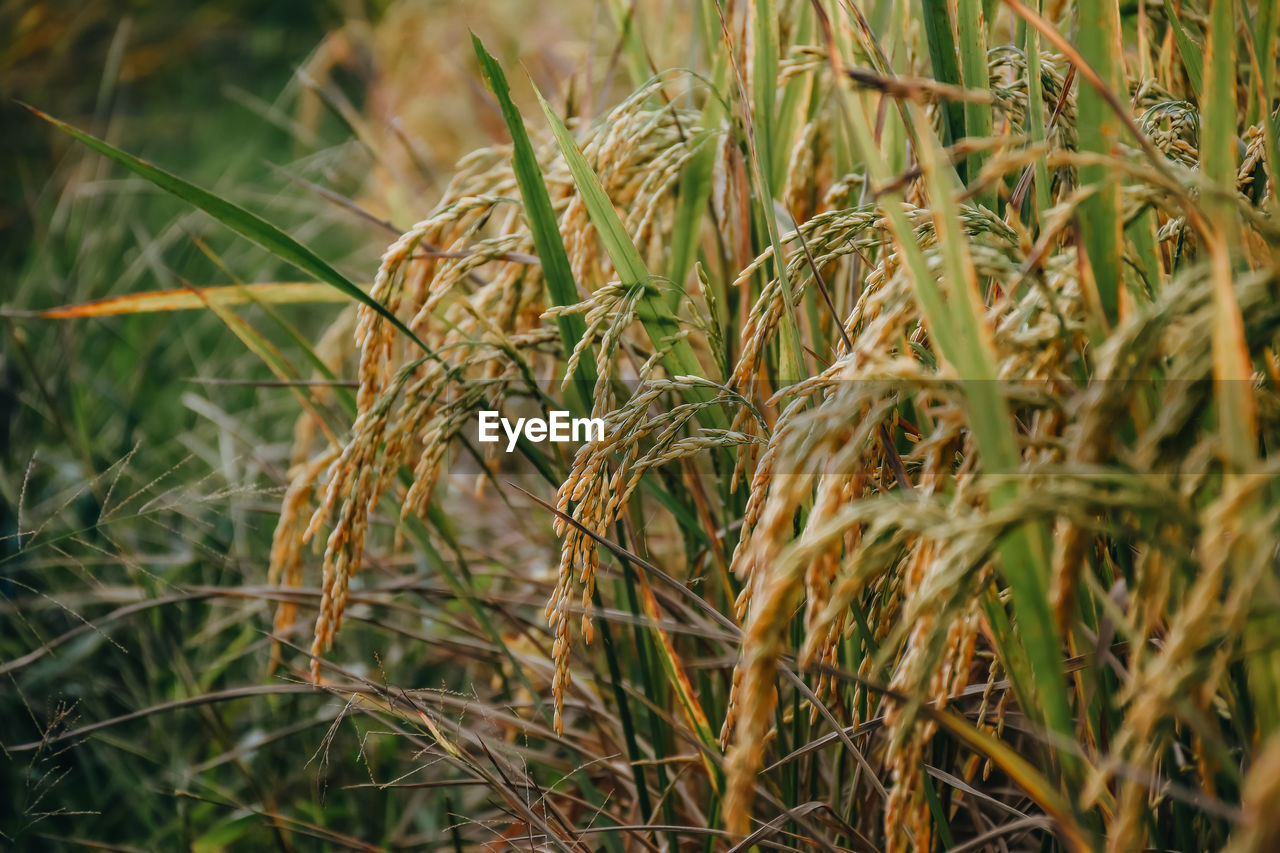 plant, growth, agriculture, field, crop, land, cereal plant, rural scene, nature, grass, landscape, farm, no people, food, beauty in nature, prairie, day, close-up, food and drink, outdoors, focus on foreground, green, environment, tranquility, wheat, selective focus