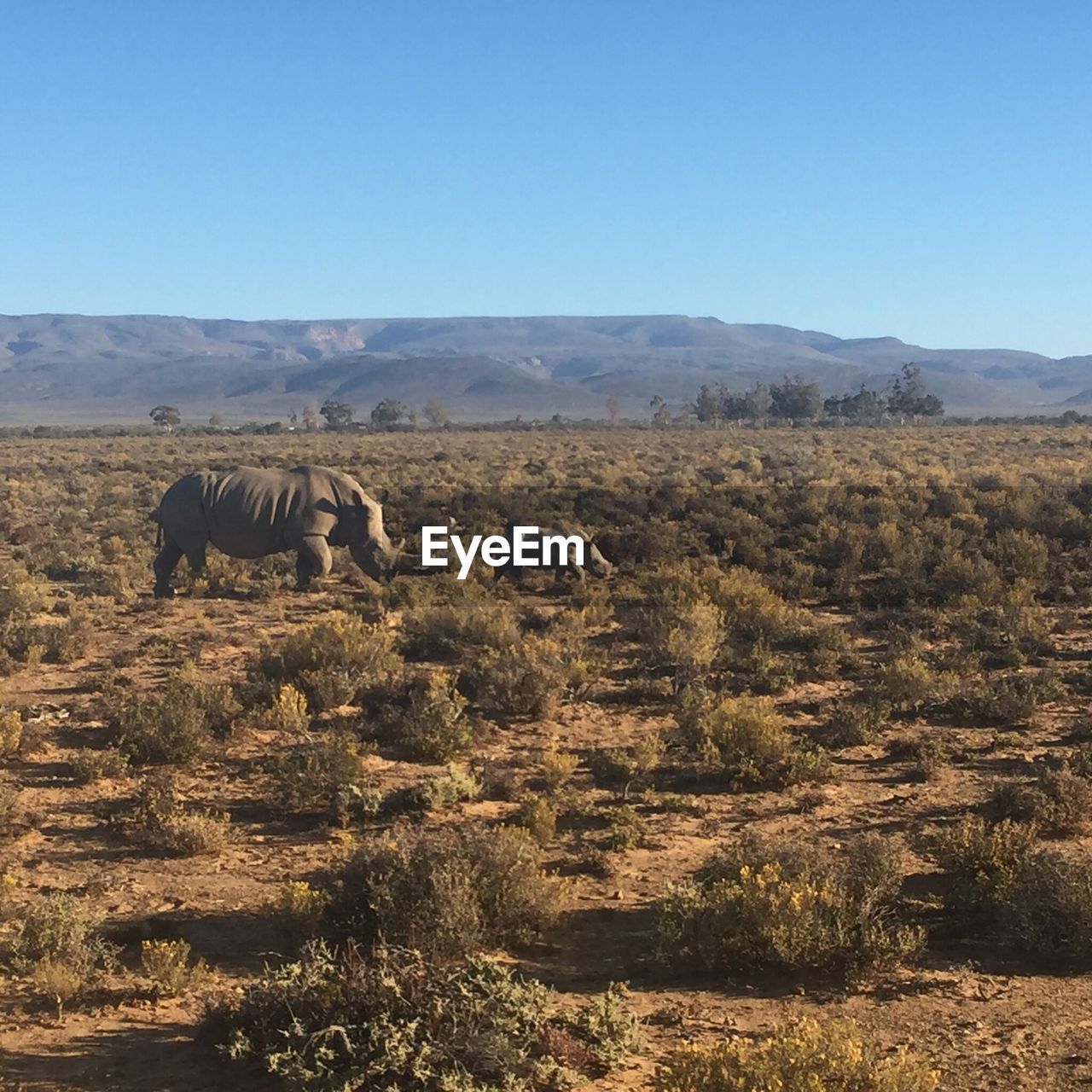 HORSE ON LANDSCAPE AGAINST CLEAR SKY