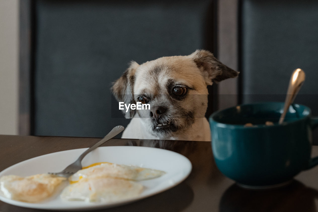 Dog looking at breakfast