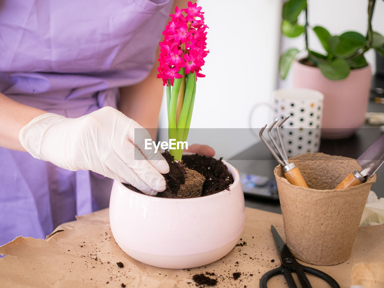 Woman's hands transplanting, planting pink hyacinth with gardening tools close up