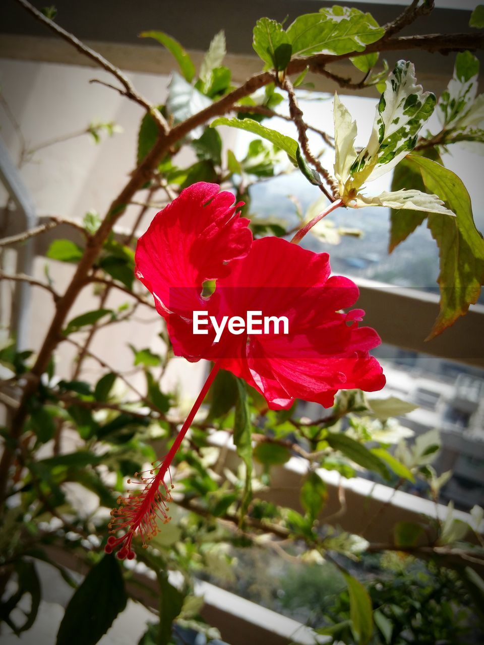 CLOSE-UP OF RED HIBISCUS BLOOMING