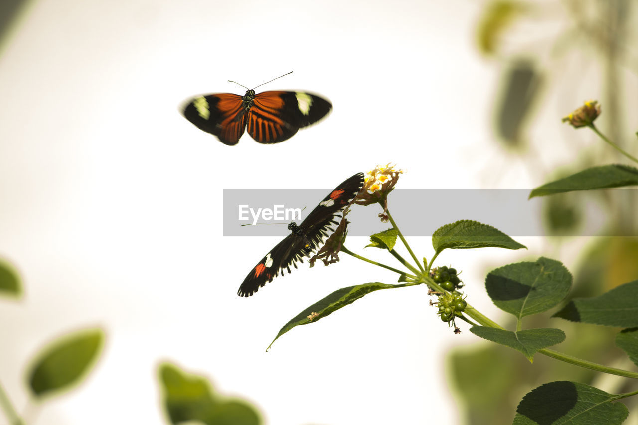 CLOSE-UP OF BUTTERFLY ON PLANT