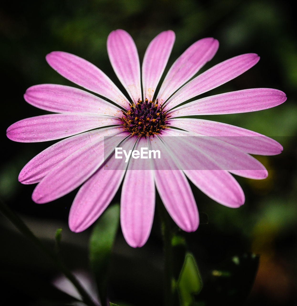 Close-up of osteospermum