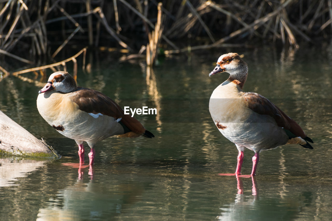 DUCKS IN A LAKE