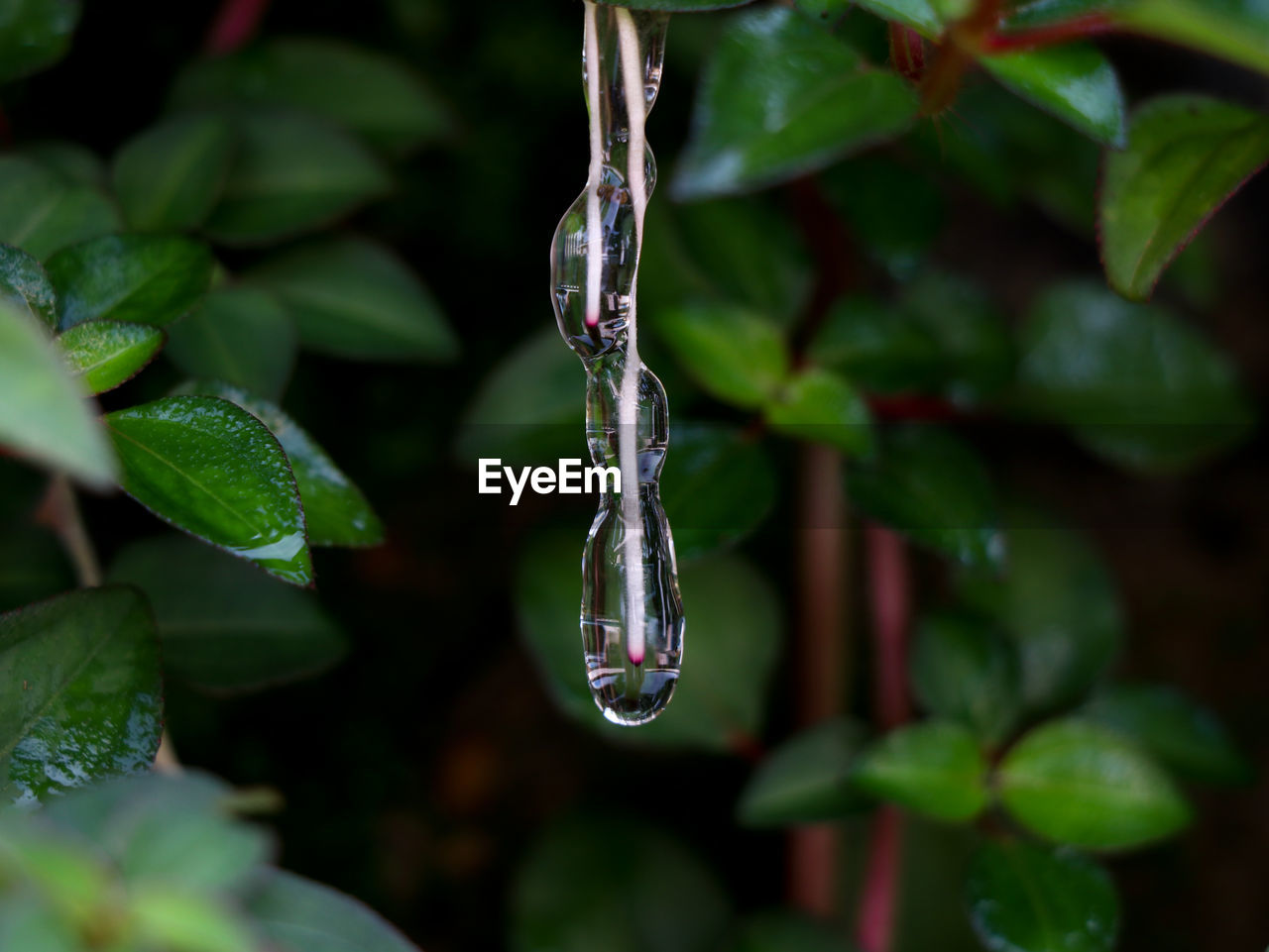 CLOSE-UP OF WET PLANT