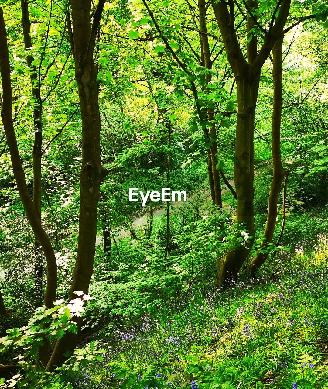 VIEW OF TREES IN FOREST