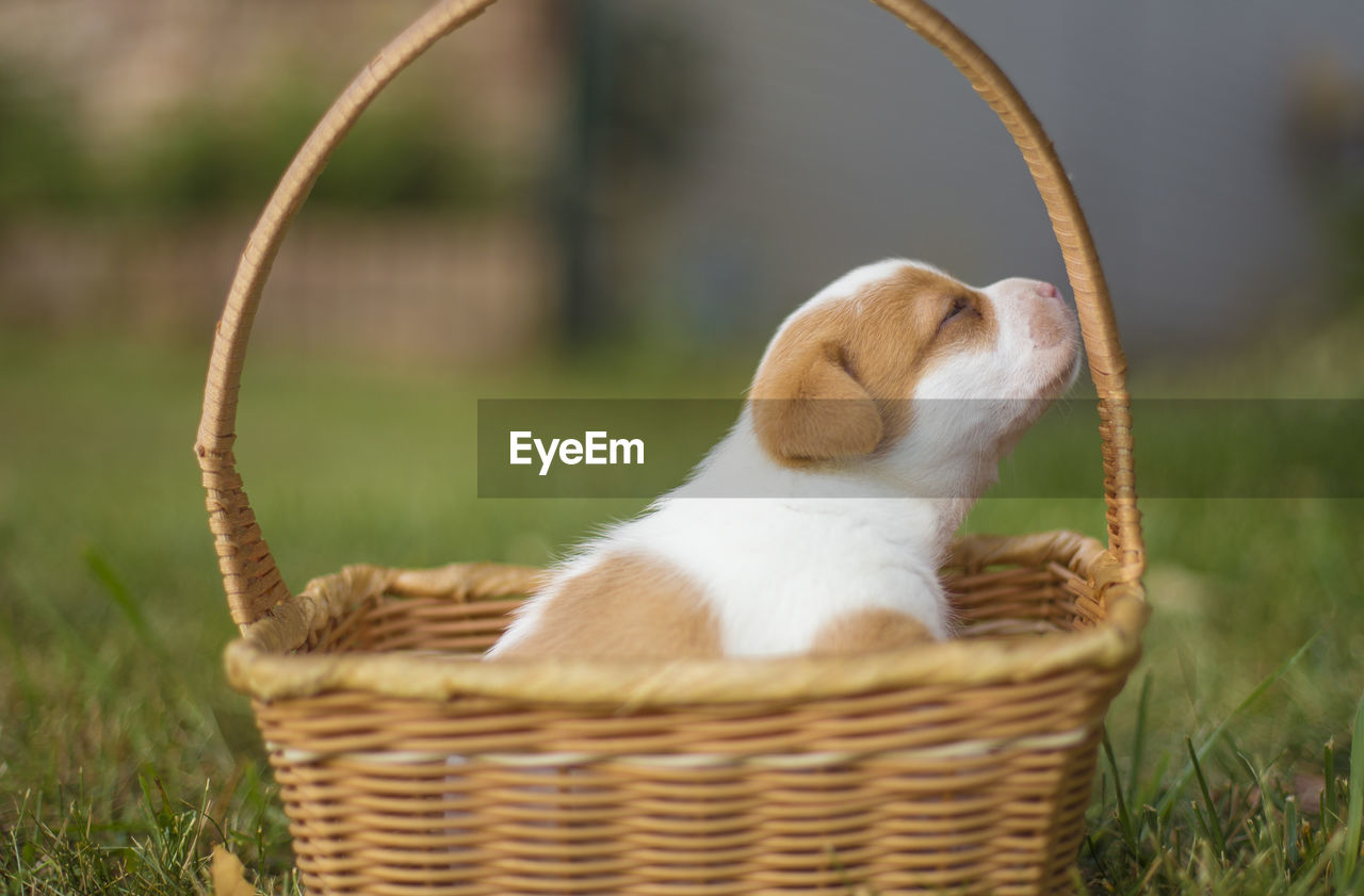 Puppy in a basket