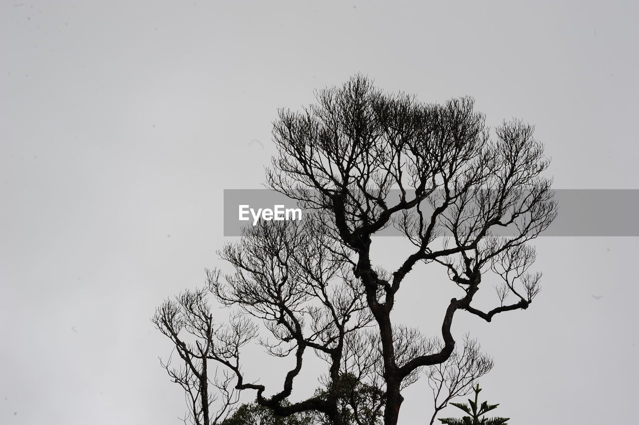 LOW ANGLE VIEW OF TREE AGAINST CLEAR SKY