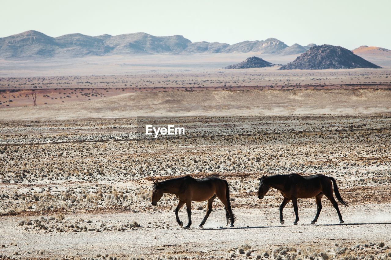 Horses walking at namib desert against sky