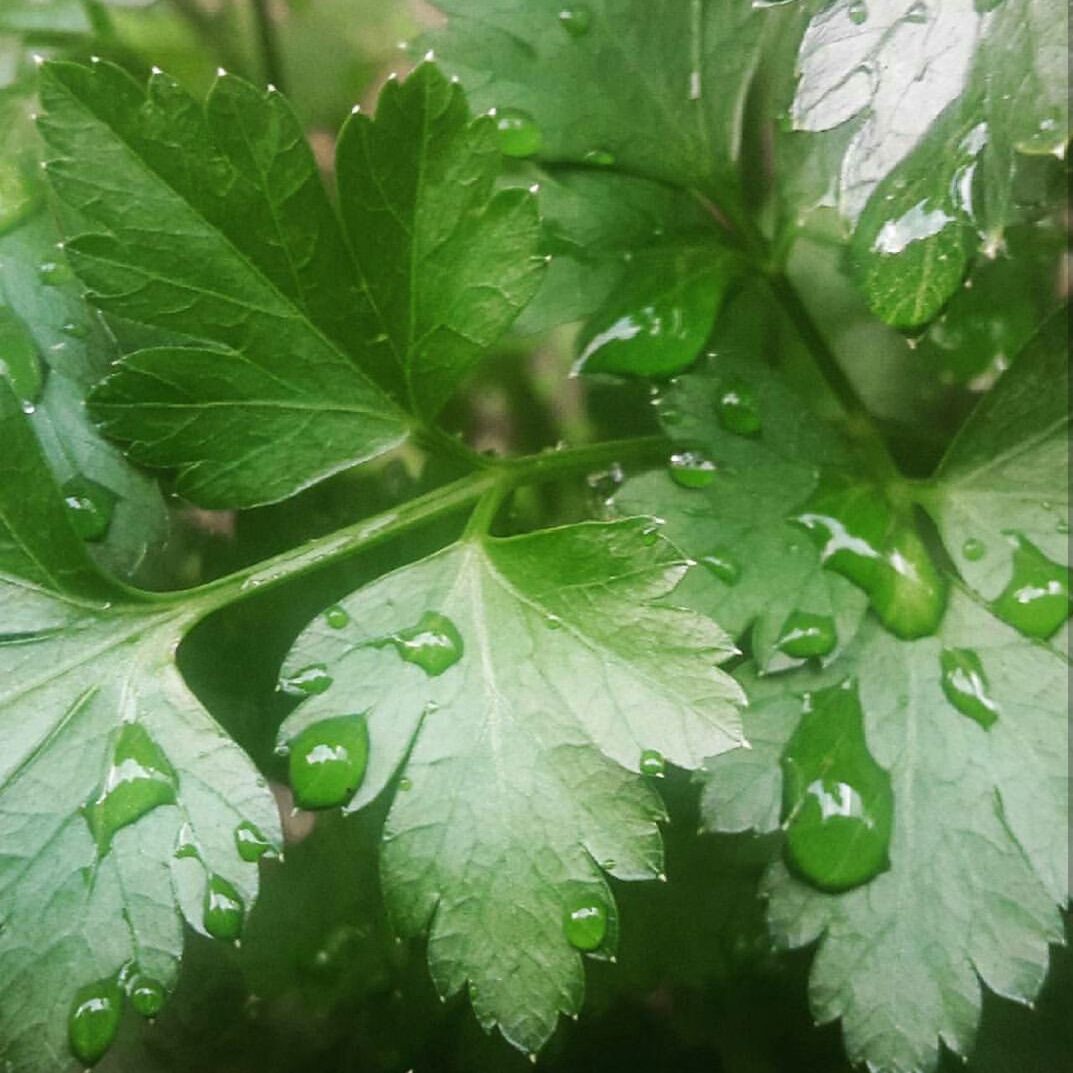 CLOSE-UP OF WET LEAF