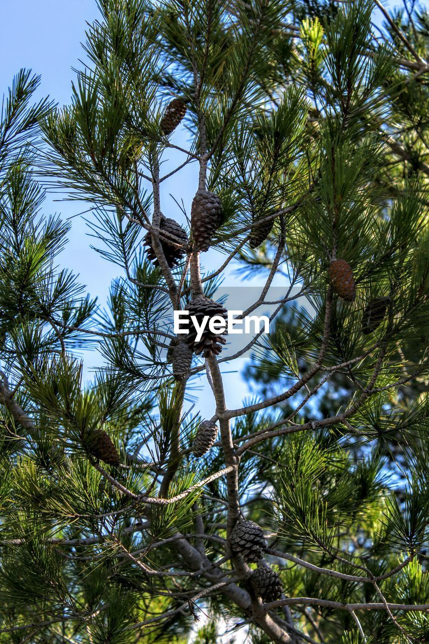 LOW ANGLE VIEW OF PINE CONES ON TREE