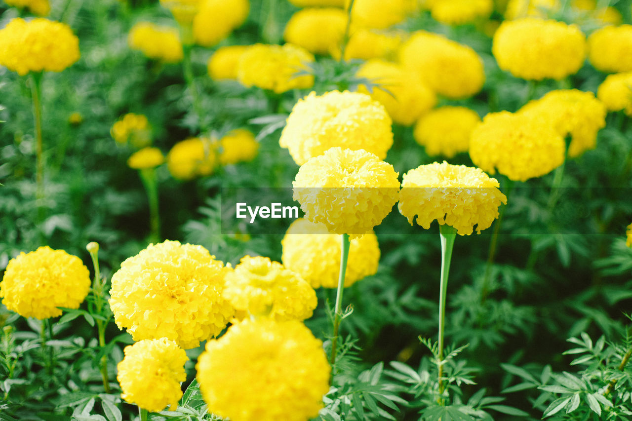 CLOSE-UP OF FRESH YELLOW MARIGOLD FLOWERS BLOOMING IN NATURE