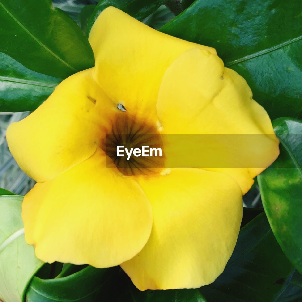 CLOSE-UP OF YELLOW FLOWERS