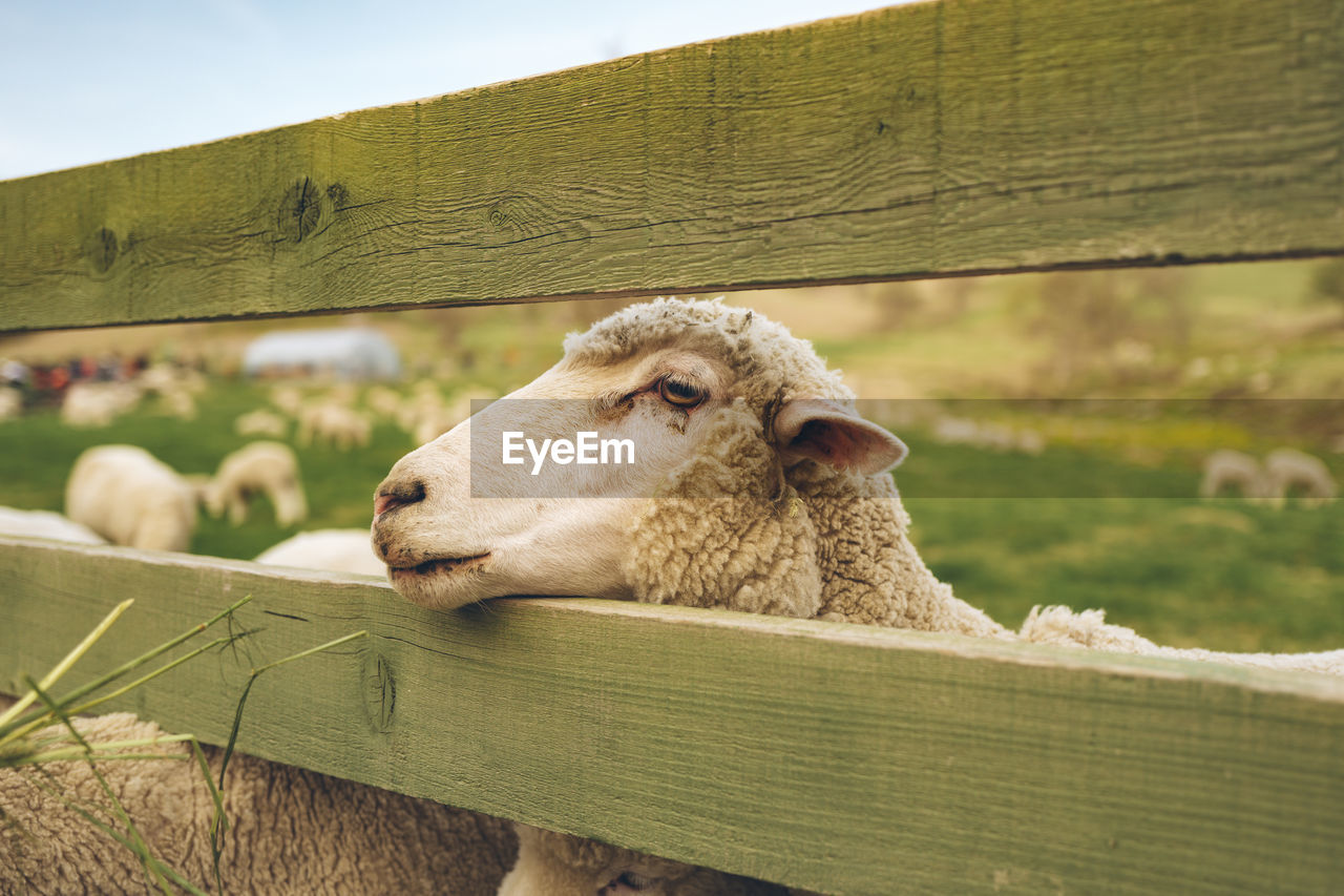 Close-up of sheep in animal pen