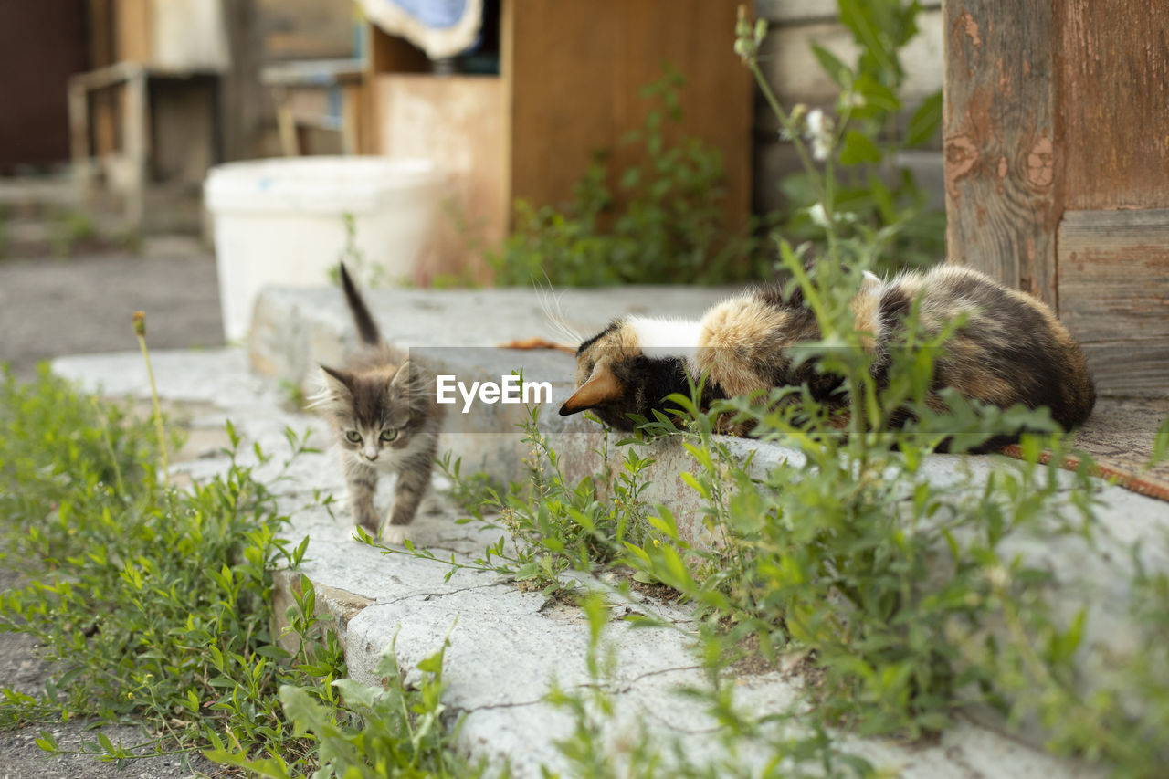 animal, animal themes, mammal, cat, pet, domestic animals, group of animals, plant, no people, domestic cat, feline, nature, front or back yard, relaxation, day, garden, grass, two animals, outdoors, architecture, flower, animal wildlife, young animal, yard, built structure, backyard