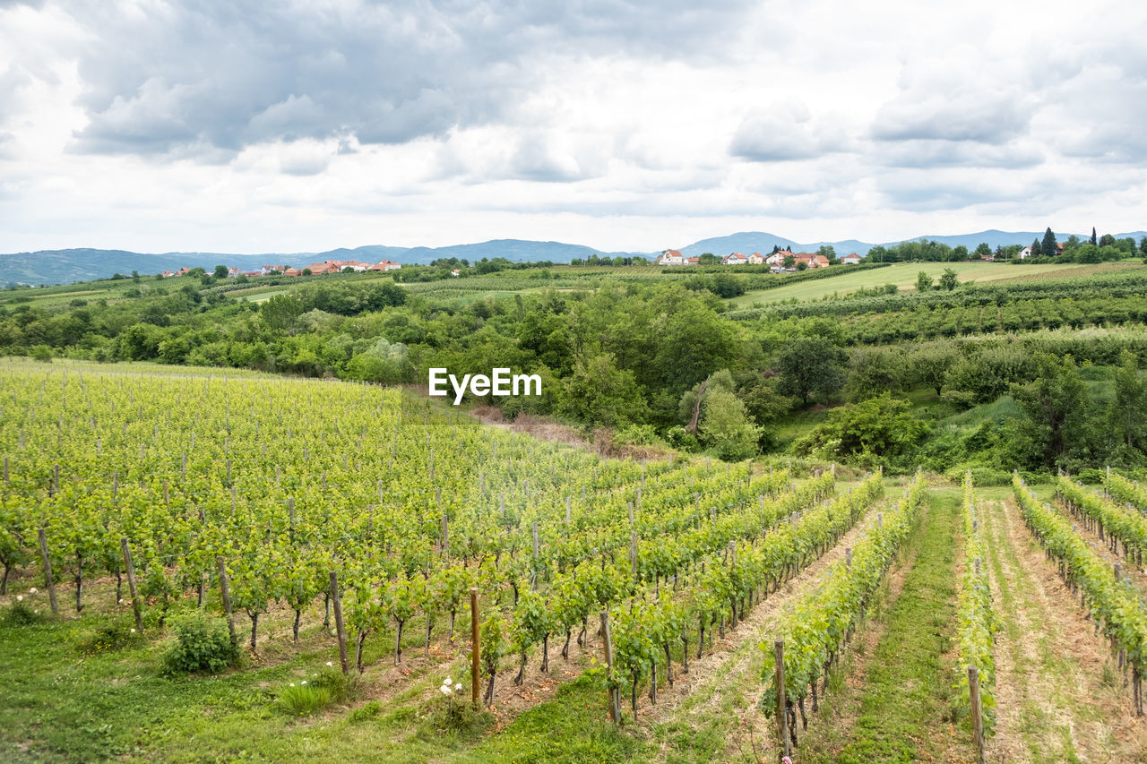 VINEYARD AGAINST SKY