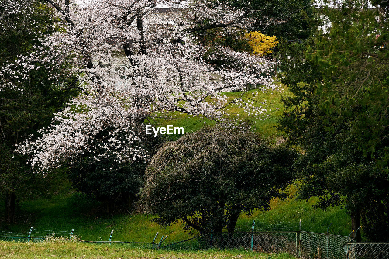 Scenic view of flowering tree on field