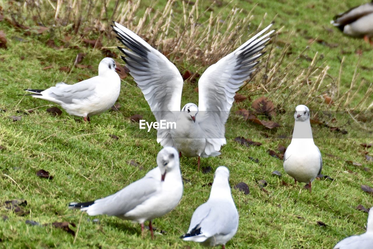 BIRDS ON FIELD