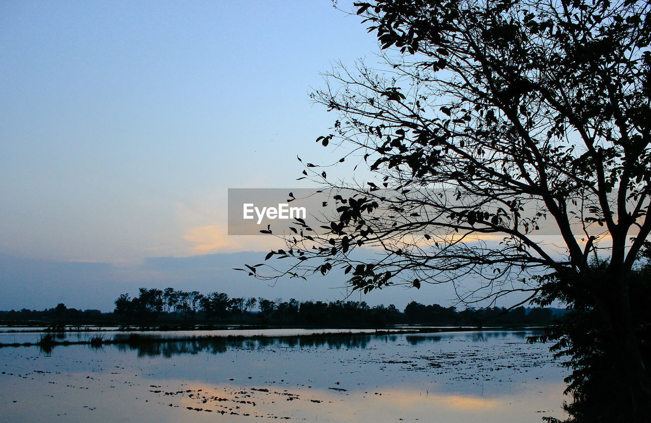 SILHOUETTE TREE BY LAKE AGAINST SKY AT SUNSET