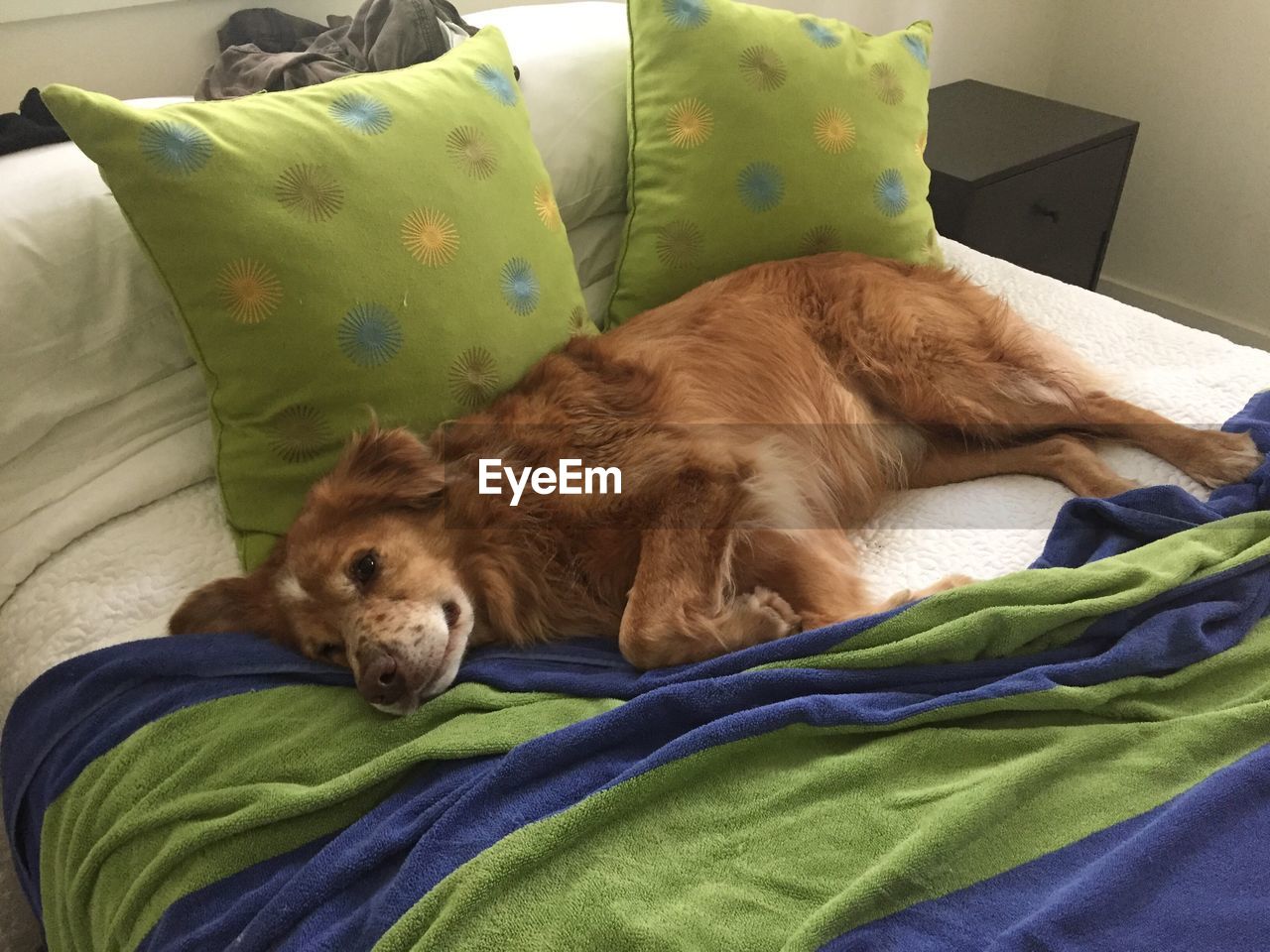 Dog sleeping in bed