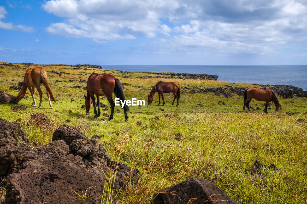 HORSES GRAZING IN FIELD AGAINST SKY