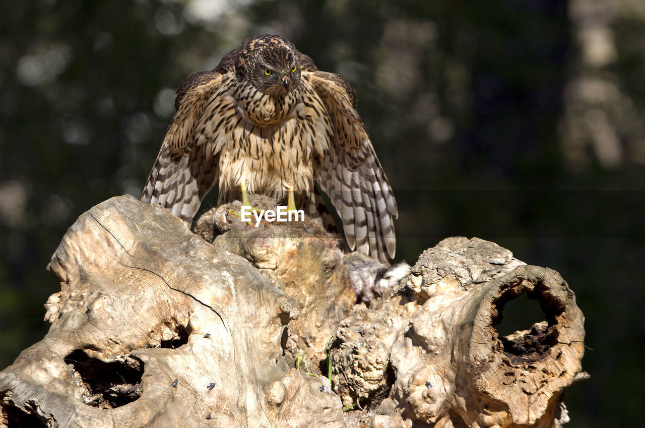 CLOSE-UP OF BIRD PERCHING ON ROCK