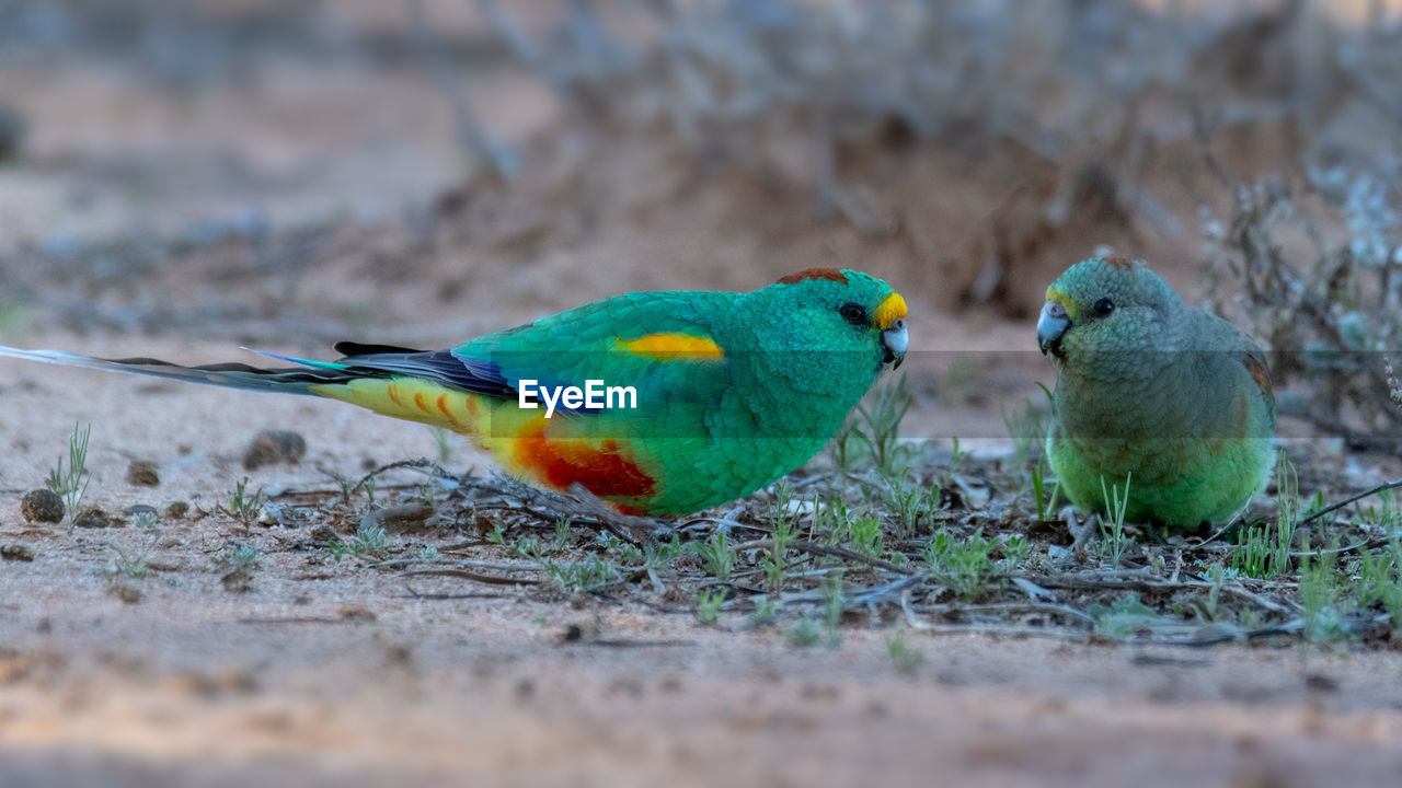 CLOSE-UP OF PARROT PERCHING ON A BIRD