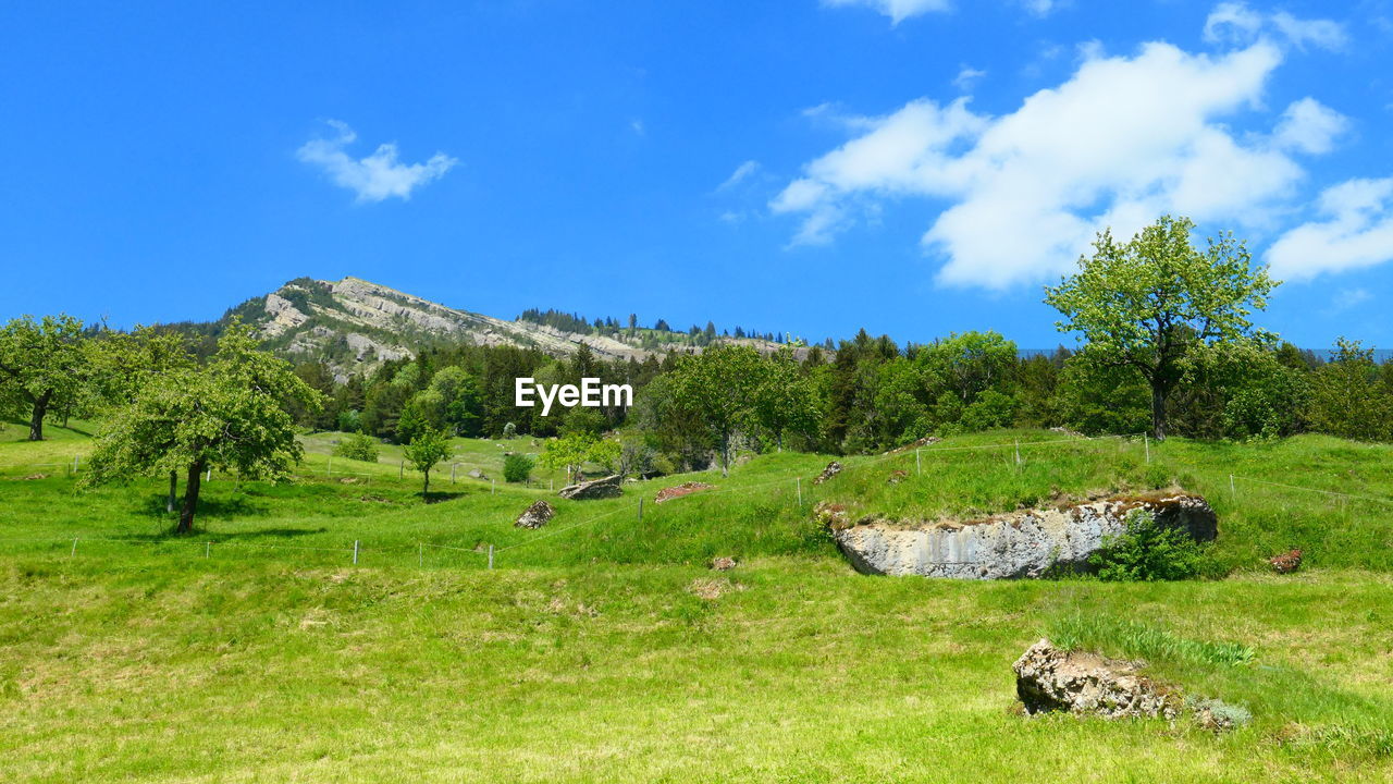 TREES GROWING ON FIELD AGAINST SKY