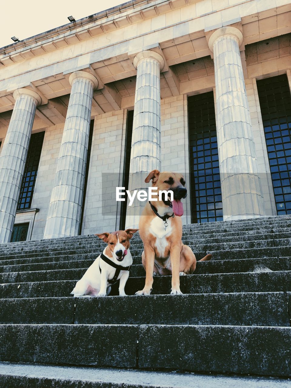 Low angle view of dog on street against building