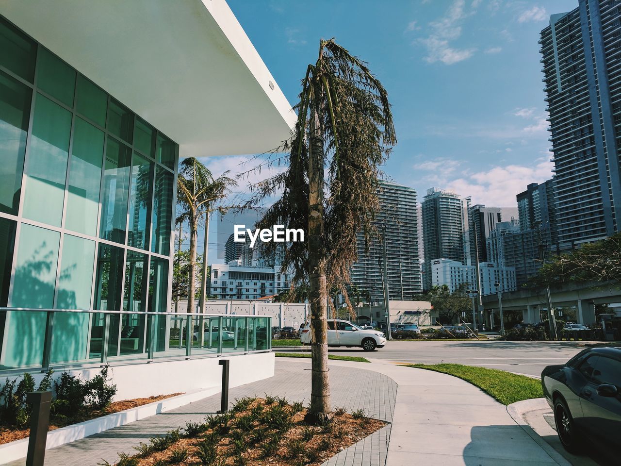 Trees in city against sky