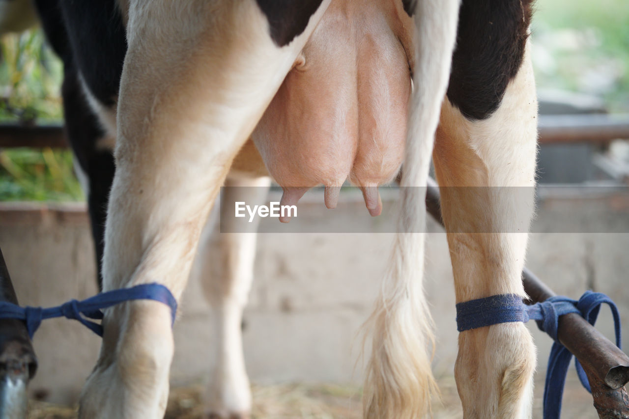 CLOSE-UP OF HORSE OUTDOORS