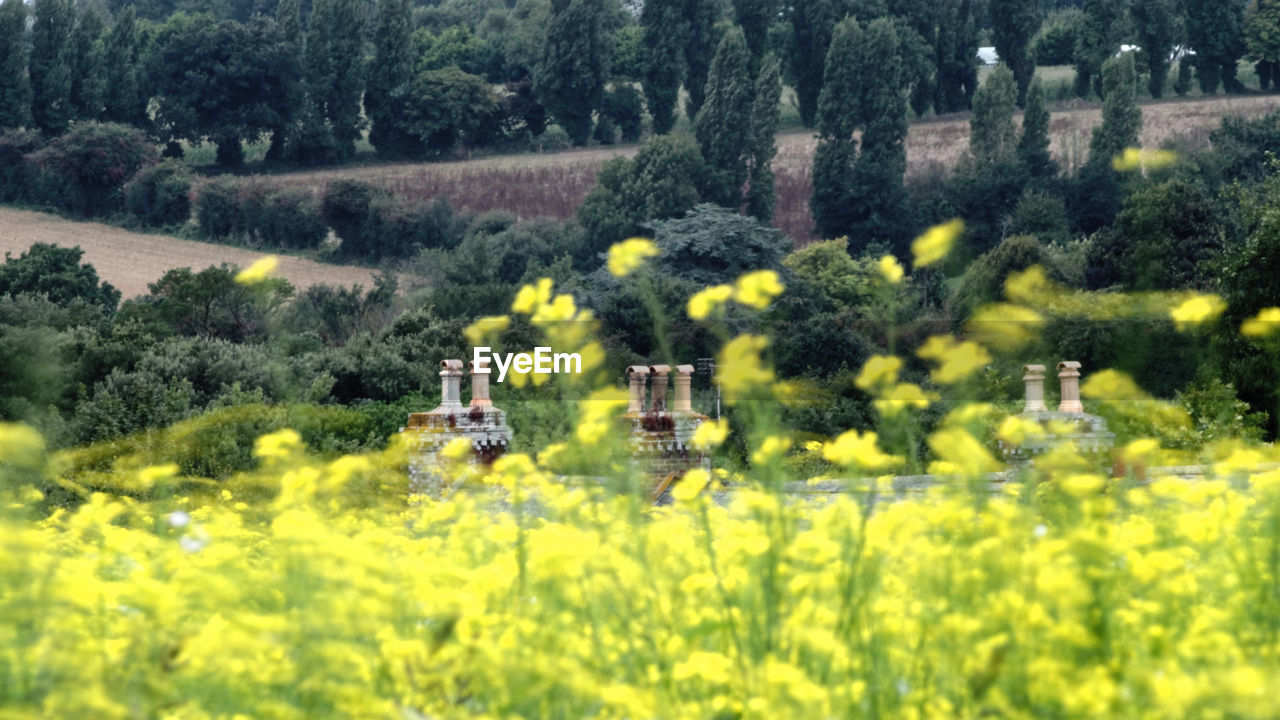 SCENIC VIEW OF AGRICULTURAL LANDSCAPE