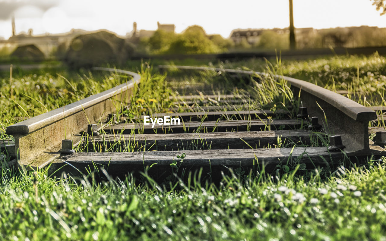 PLANTS GROWING ON GRASSY FIELD