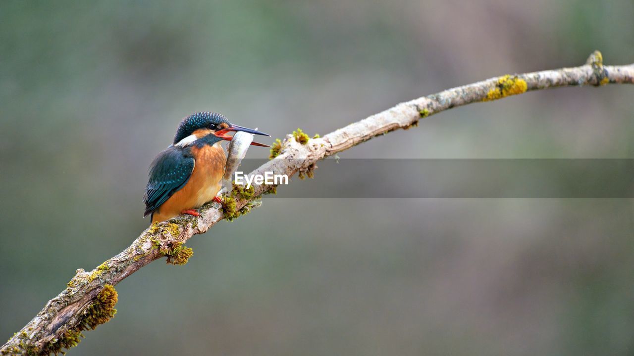 animal themes, animal, animal wildlife, bird, wildlife, branch, nature, tree, one animal, close-up, perching, plant, focus on foreground, beauty in nature, multi colored, macro photography, outdoors, no people, environment, beak, full length, day, yellow, forest, animal body part, eating