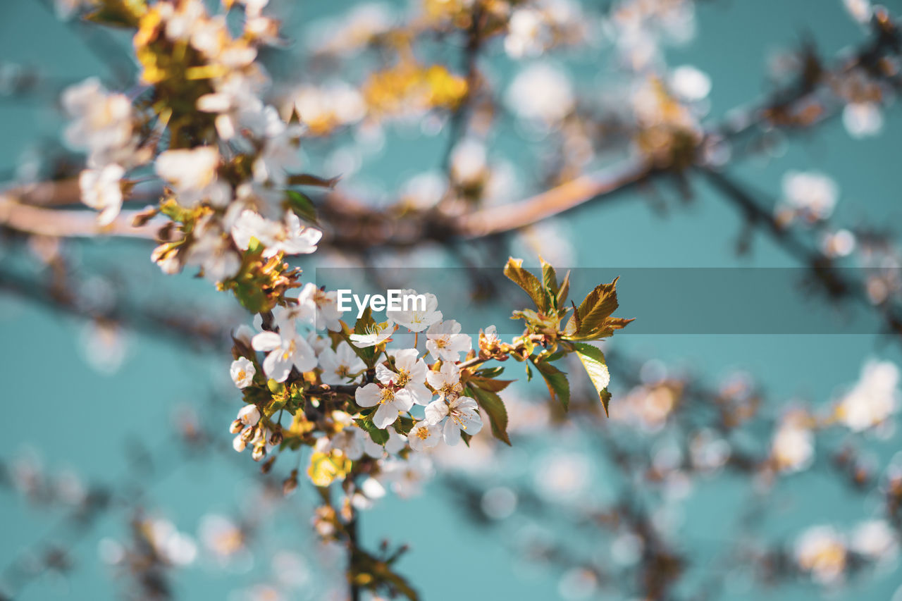 Close-up of cherry blossoms in spring