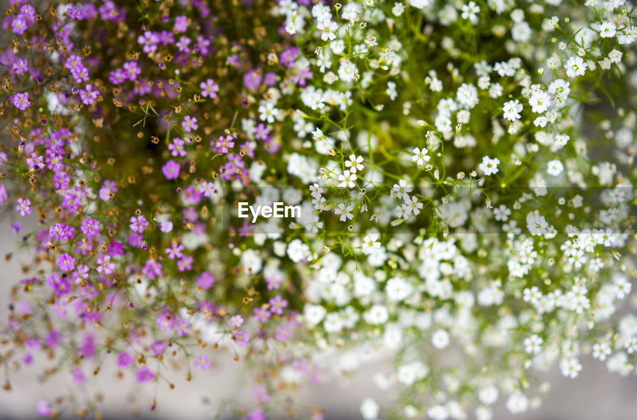 Close-up of purple flowering plants