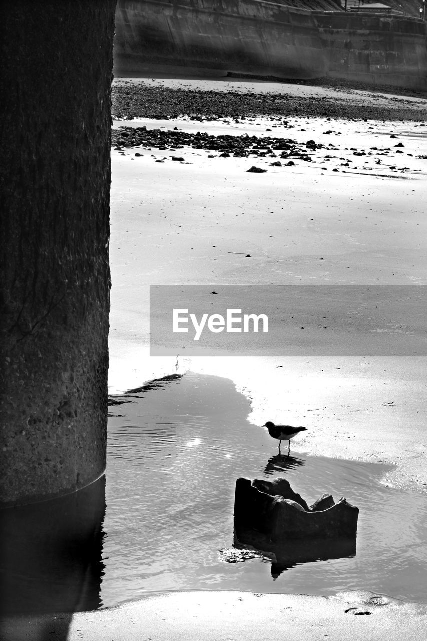 High angle view of bird at beach