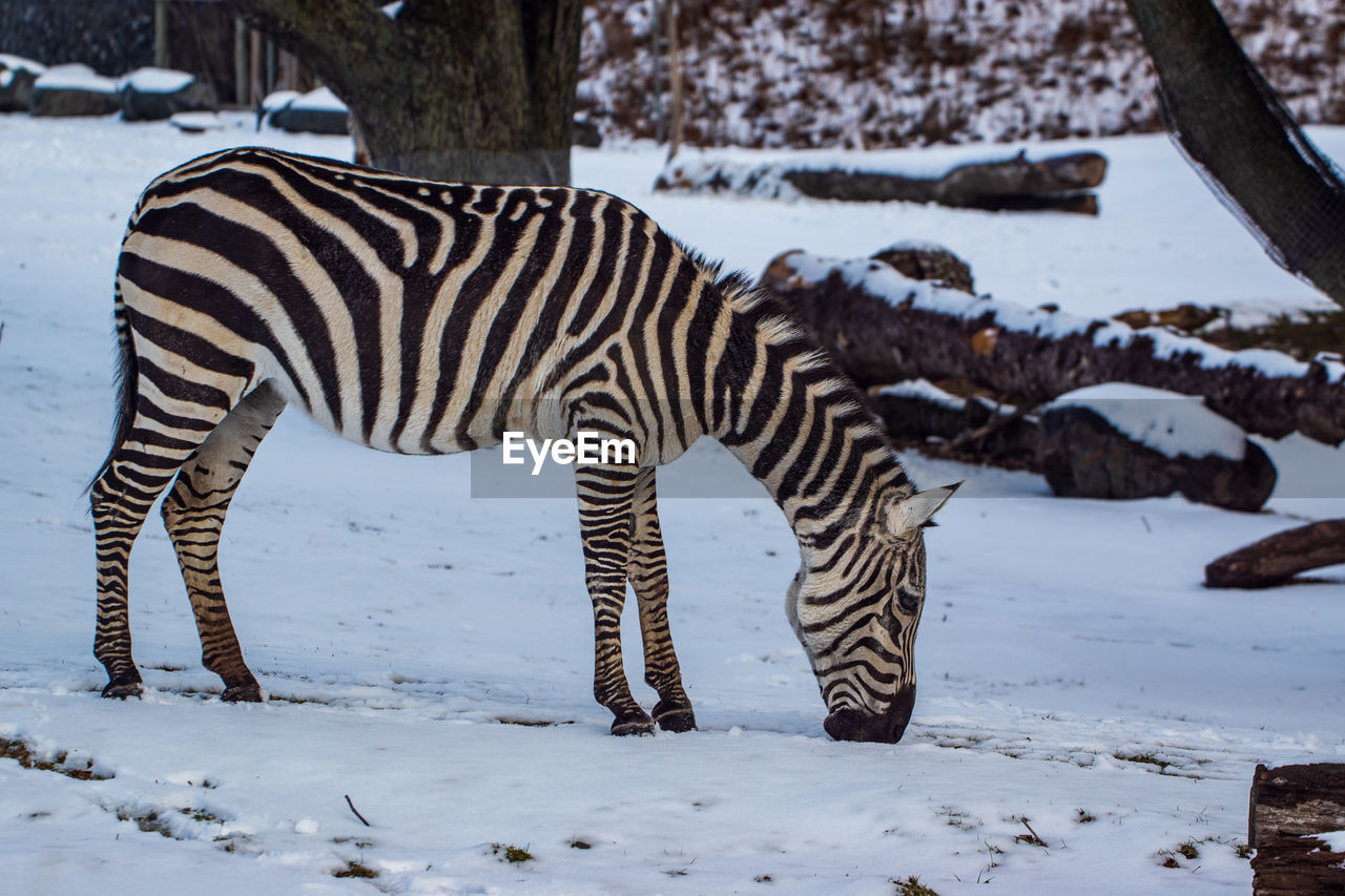 Zebra standing on snow covered land
