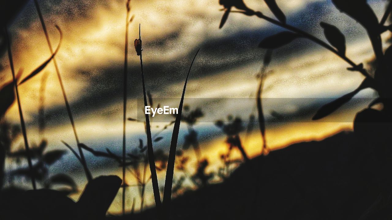 FULL FRAME SHOT OF SILHOUETTE PLANTS AGAINST SKY