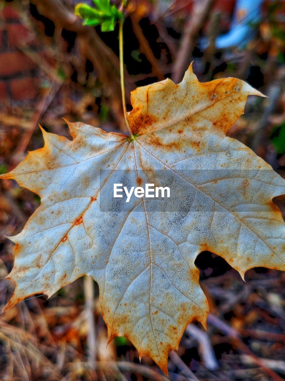 CLOSE-UP OF DRY MAPLE LEAF