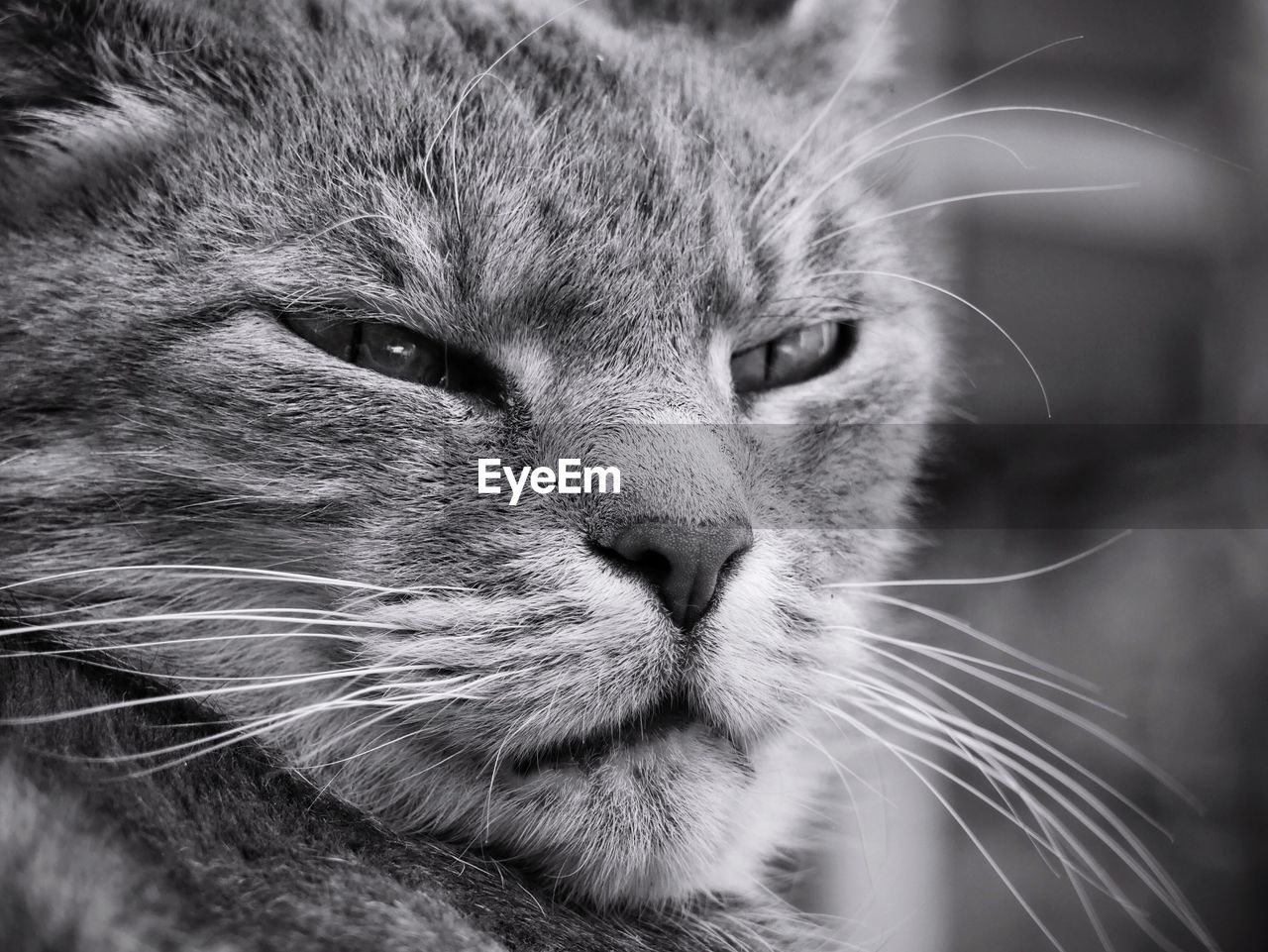 Close-up of a cat looking away