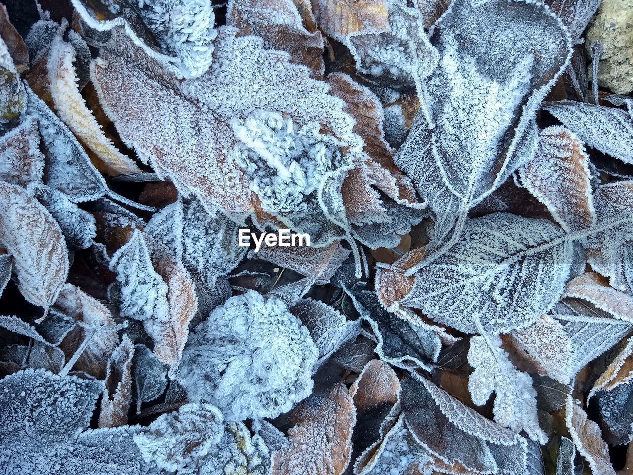 Full frame shot of frozen leaves during winter