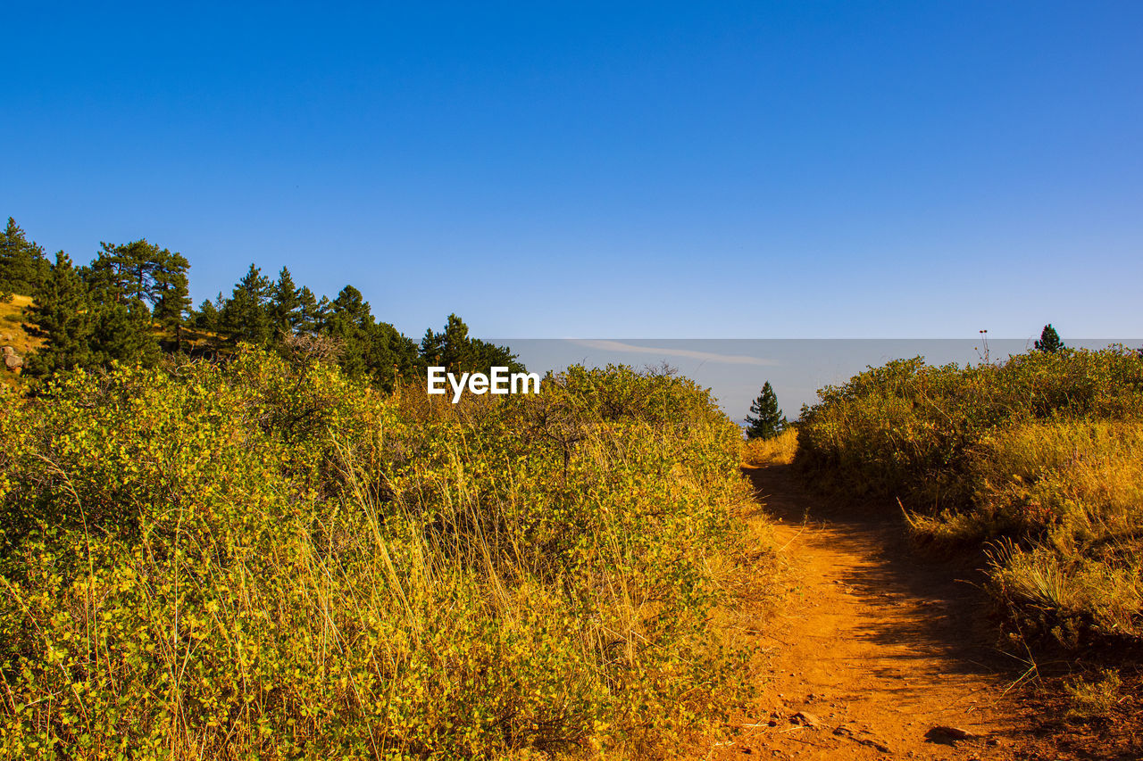 Plants growing on land against clear blue sky