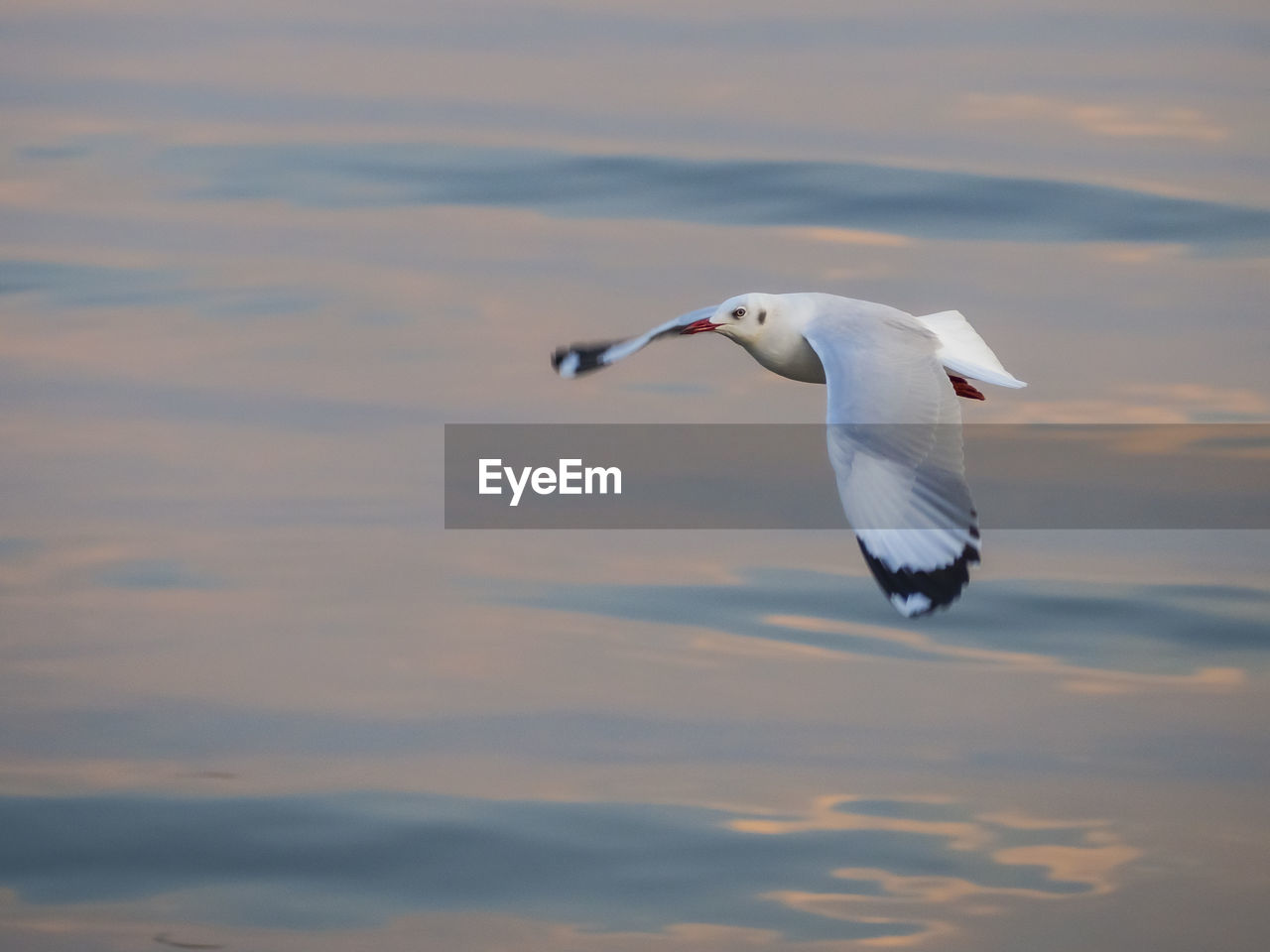 Seagull flying over sea